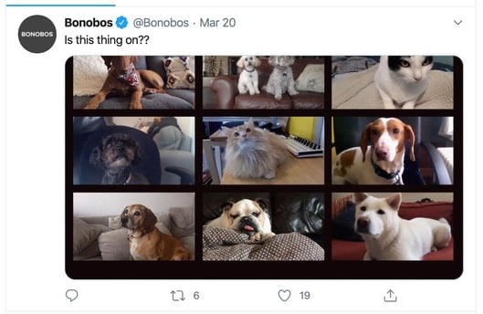 bonobos